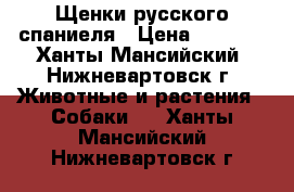 Щенки русского спаниеля › Цена ­ 1 000 - Ханты-Мансийский, Нижневартовск г. Животные и растения » Собаки   . Ханты-Мансийский,Нижневартовск г.